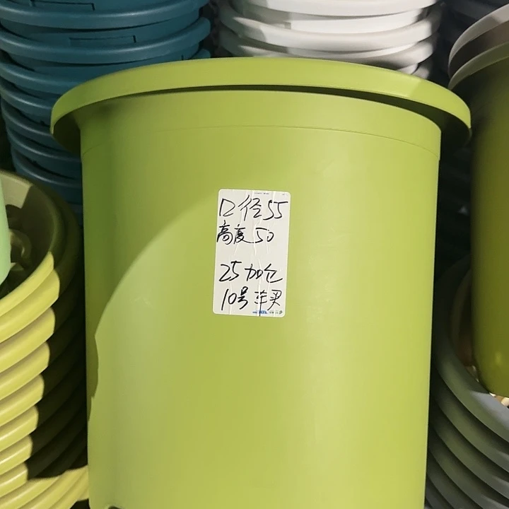 四季10号无托果绿色2个