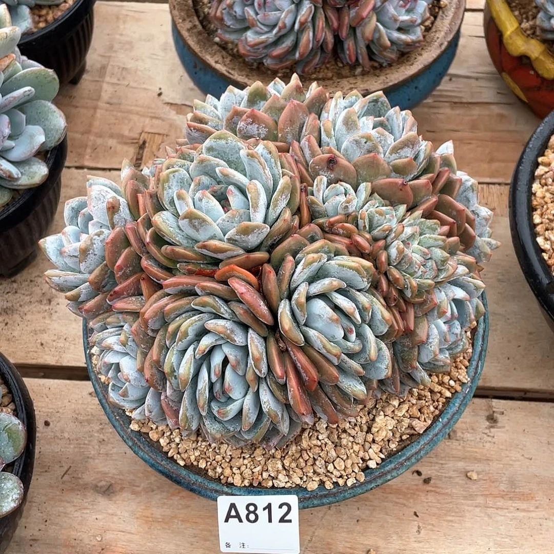 皛***狸812多肉植物多肉植物
