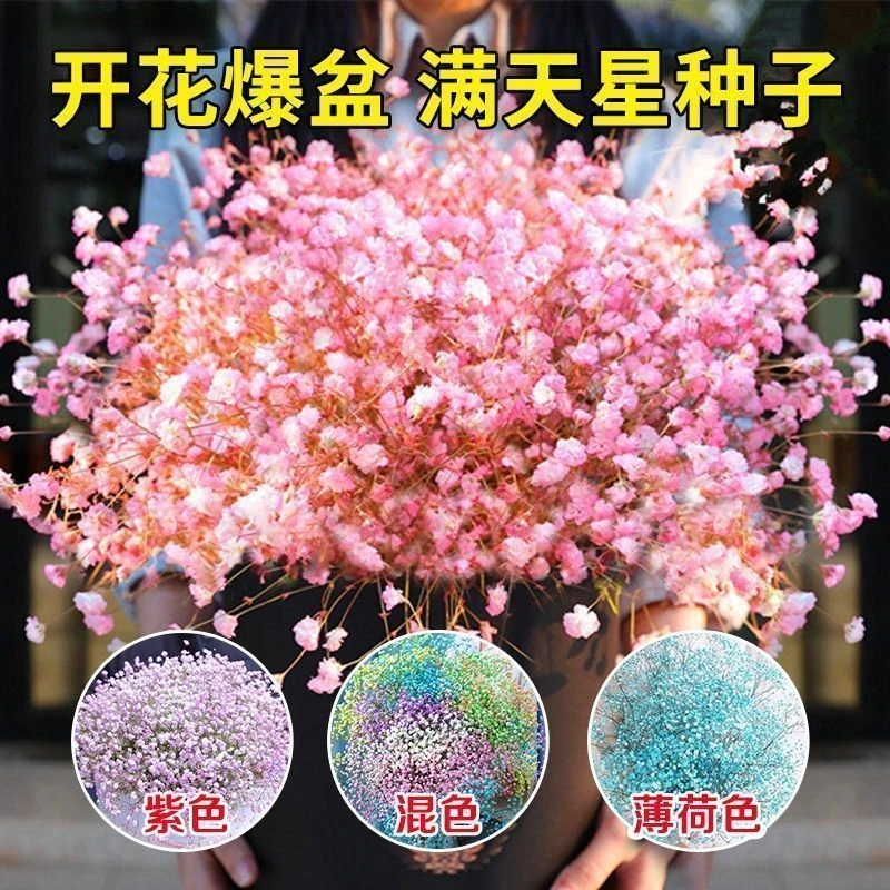 满天星勿忘我干花花束家居摆设客厅装饰摆件永生花鲜花情人节大束