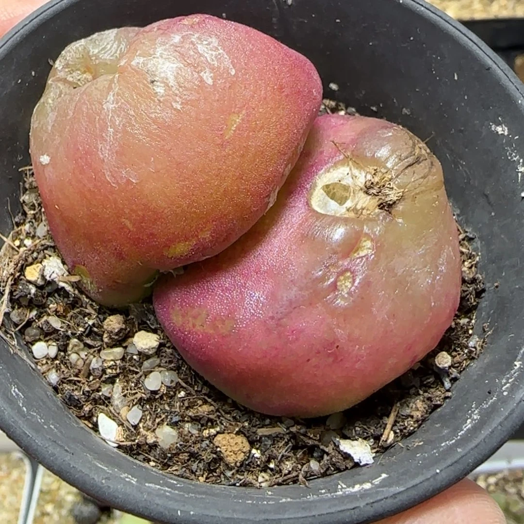 1.26多肉双头大灯一颗75号