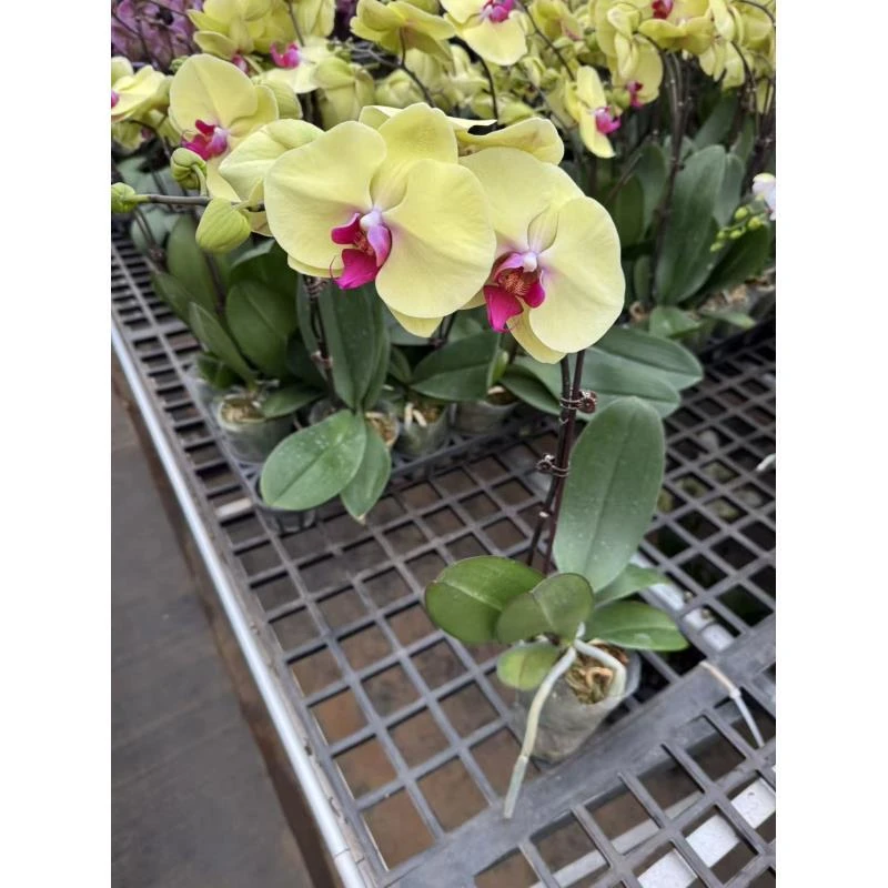 蝴蝶兰[钜宝满意]室内精品花卉昆明直发