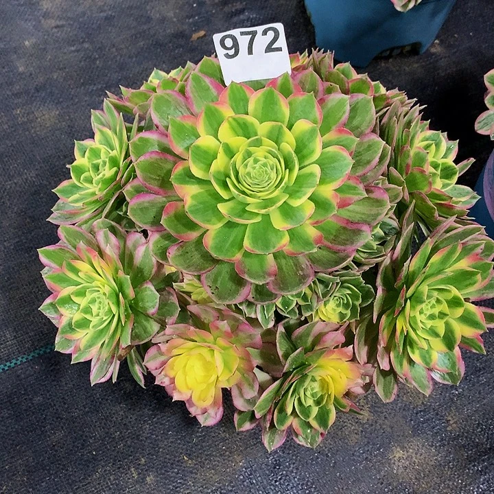 法师海王9720000000