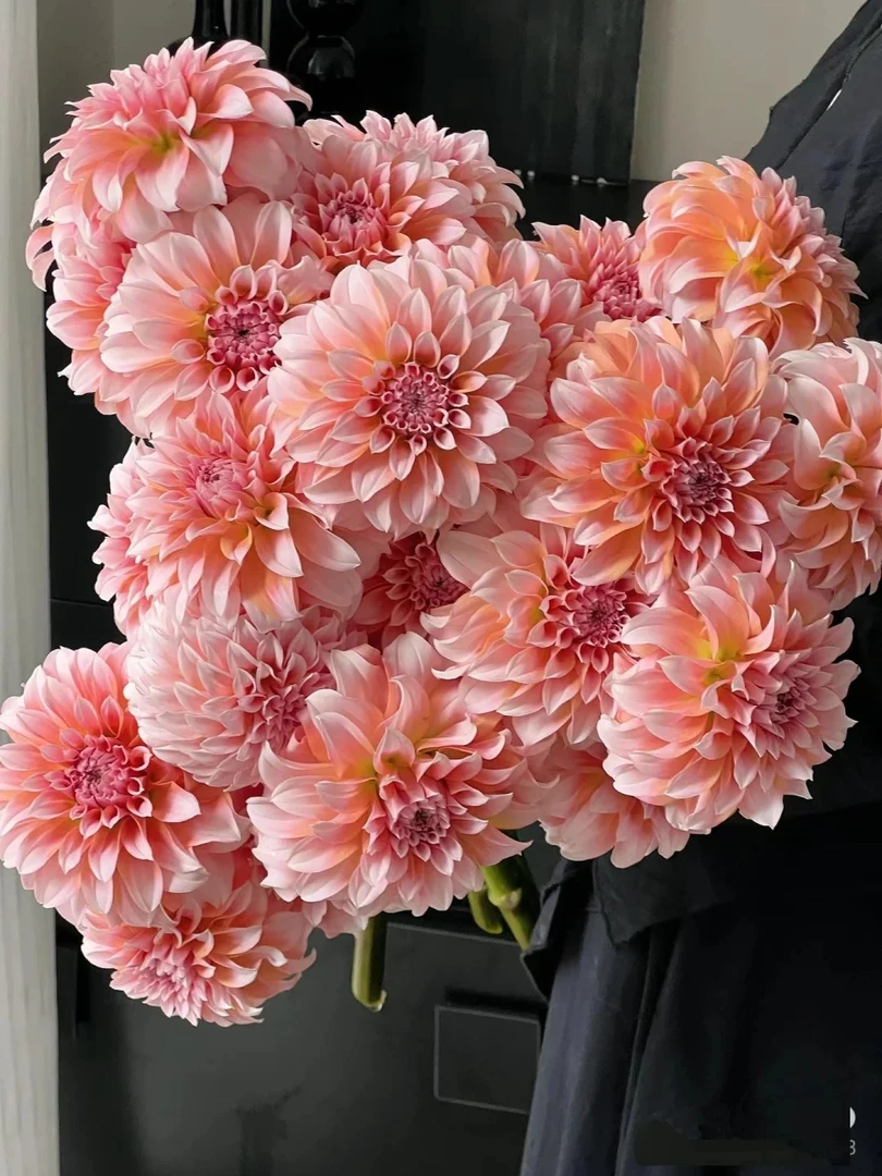 【买二单赠一】大丽花 Dahlia 奶呼呼