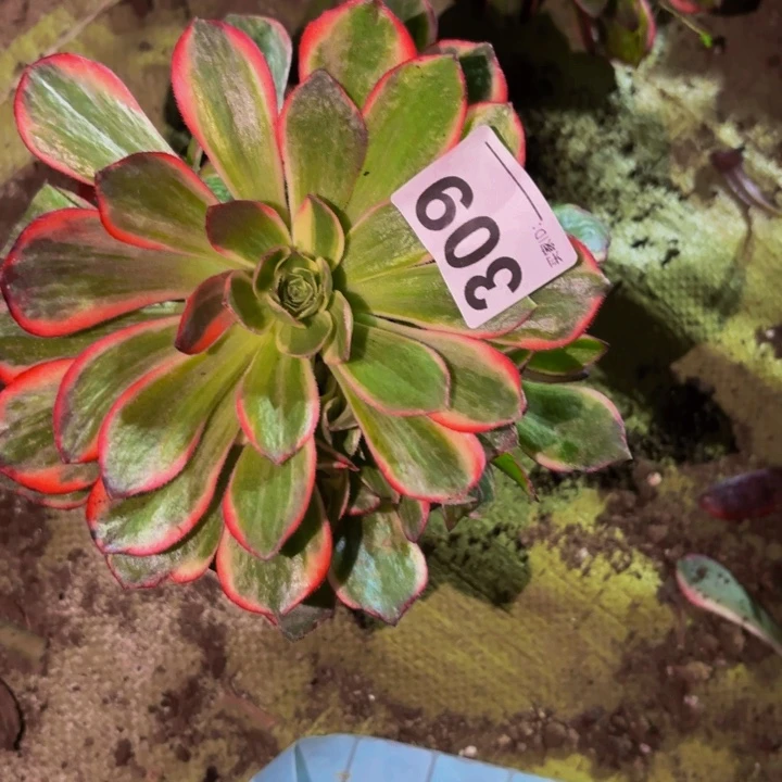 309黑魔锦多肉植物