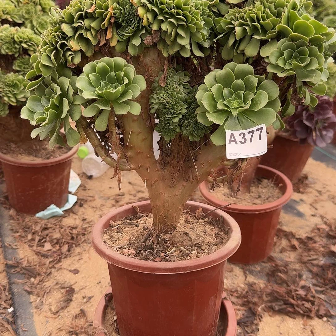 377绿缀有伤一颗呀呀呀