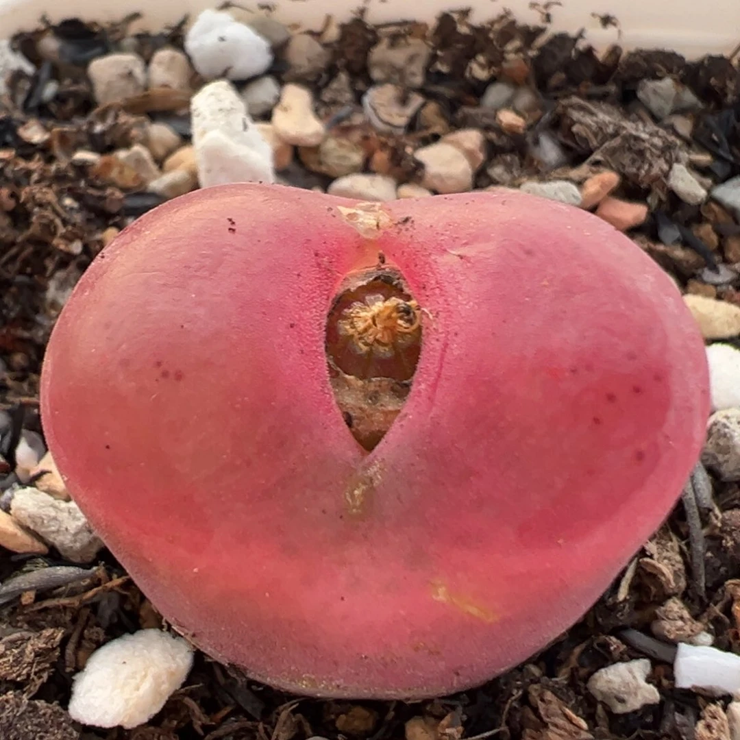 172多肉植物百科知识