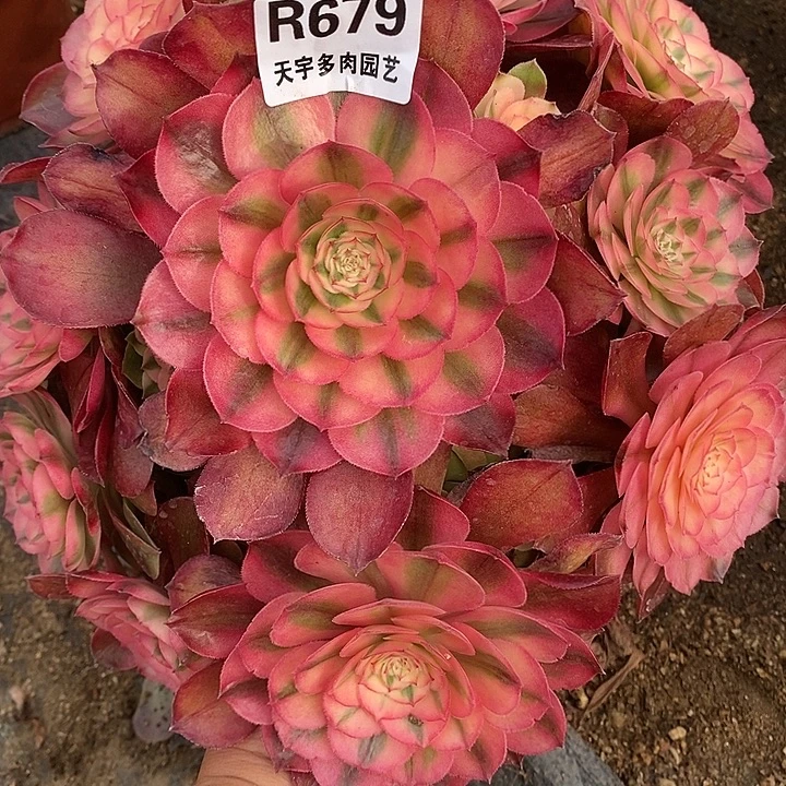 多肉植物荔枝967多肉