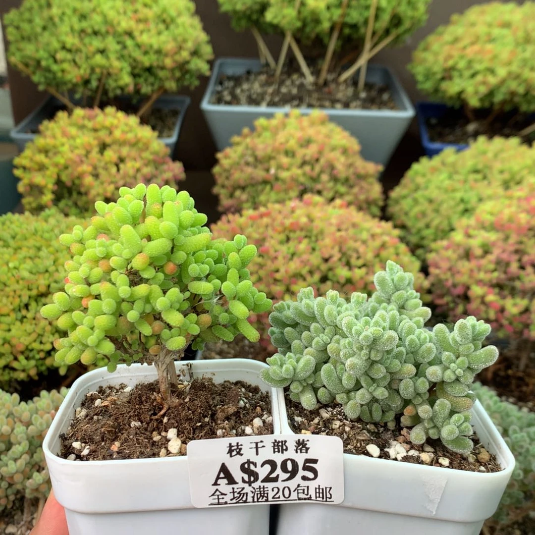 295冰晶+金桔糖球 。