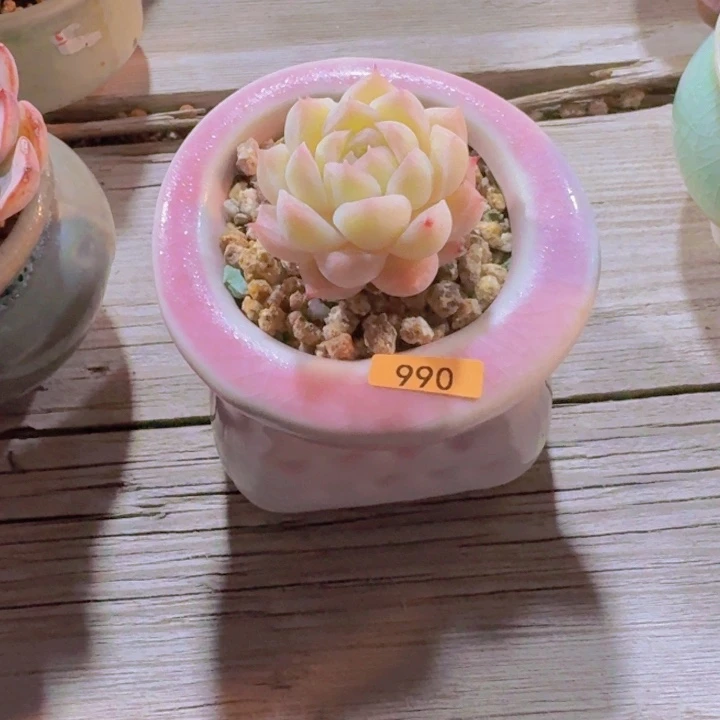 小****一物一拍编号990
