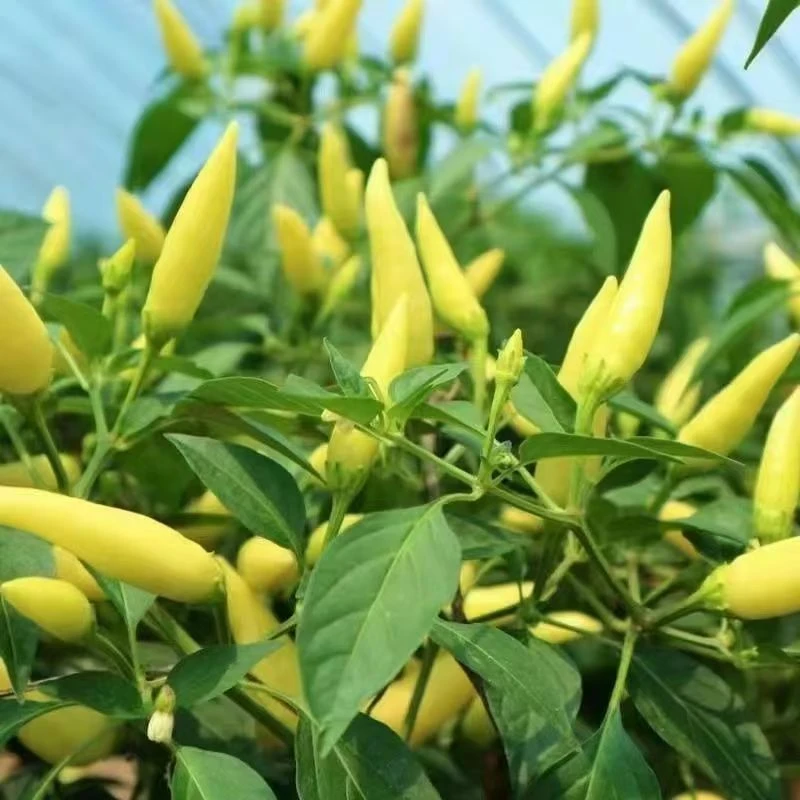 原盆原土发指天辣椒盆栽树苗带果辣椒办公室阳台净化空气花卉盆栽