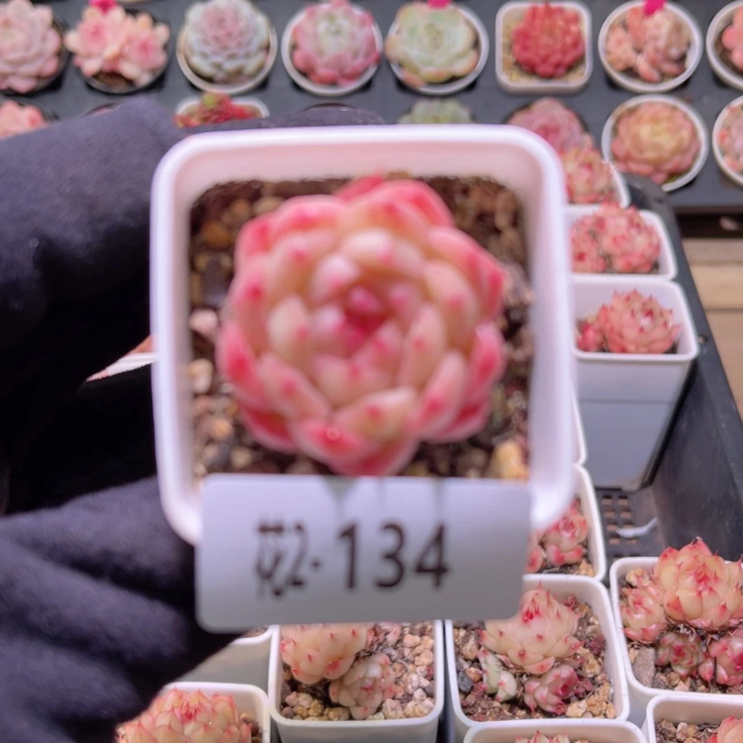 红陶花利美2-134海王