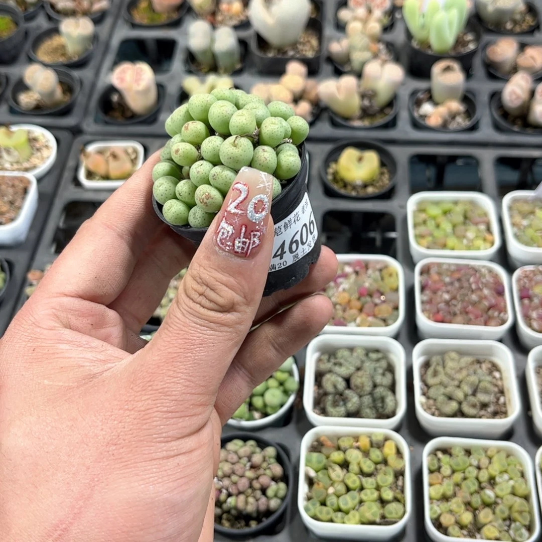 呦*.24606一物一拍单头发货