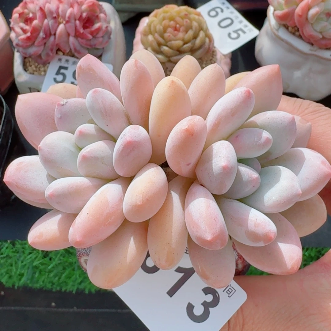 香水      愿你一路坦途，乘风破浪展宏图