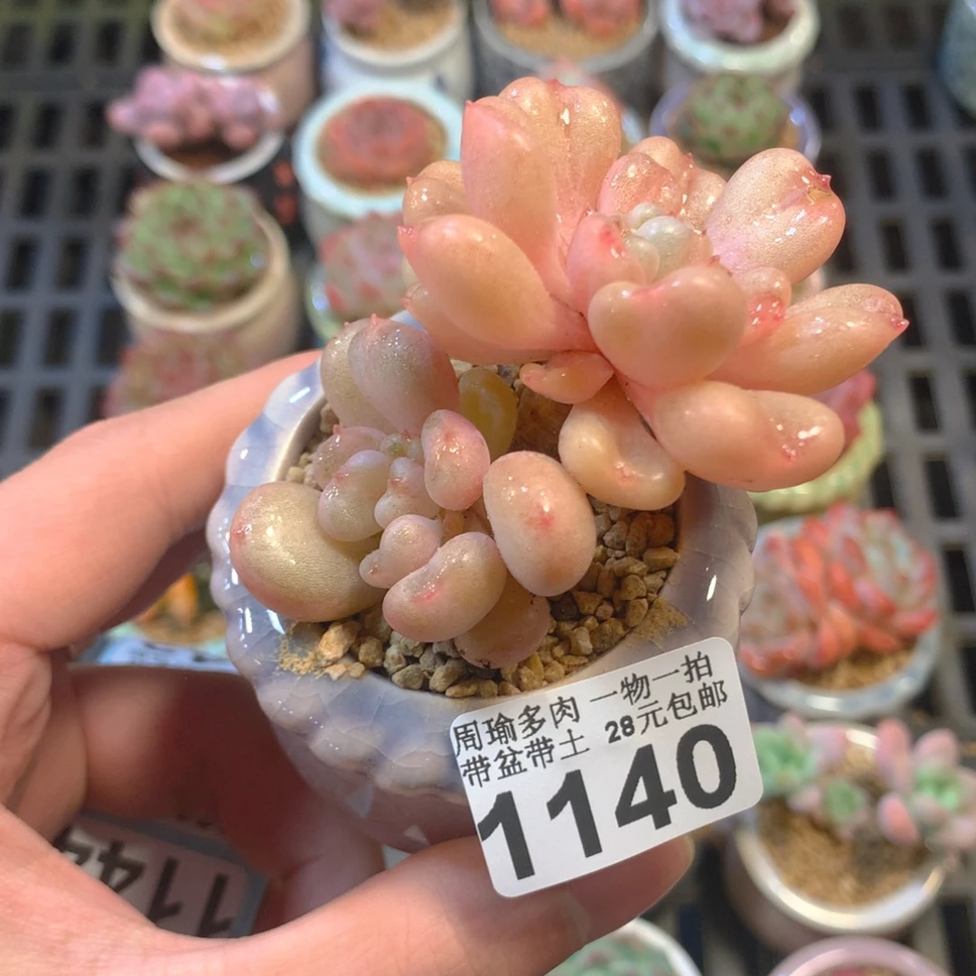 5厘米盆精控多肉1140