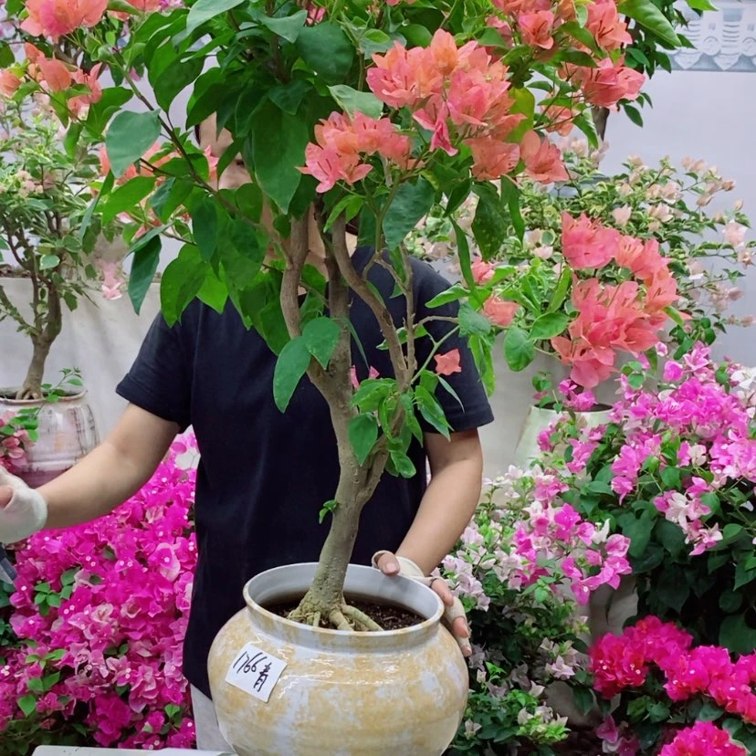 【闪购商品】完全开放