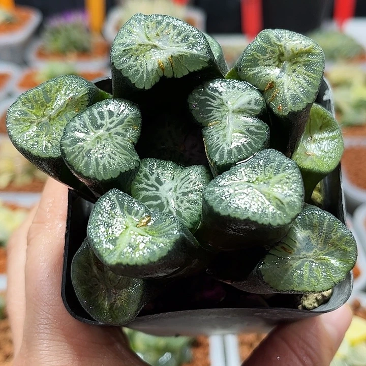 十二卷多肉翡翠龙