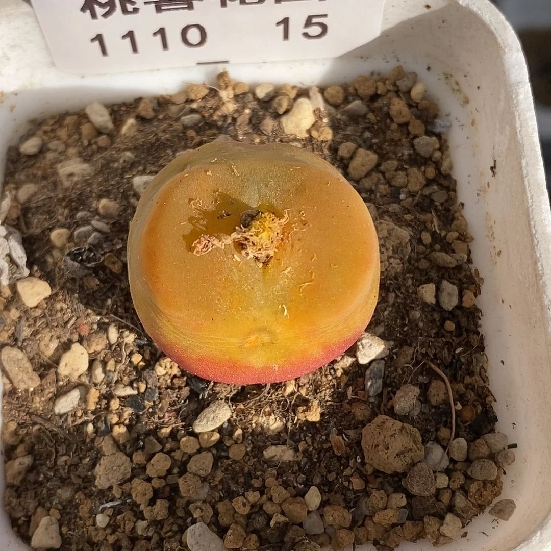 太****！110-15-母本蟠桃有伤特。