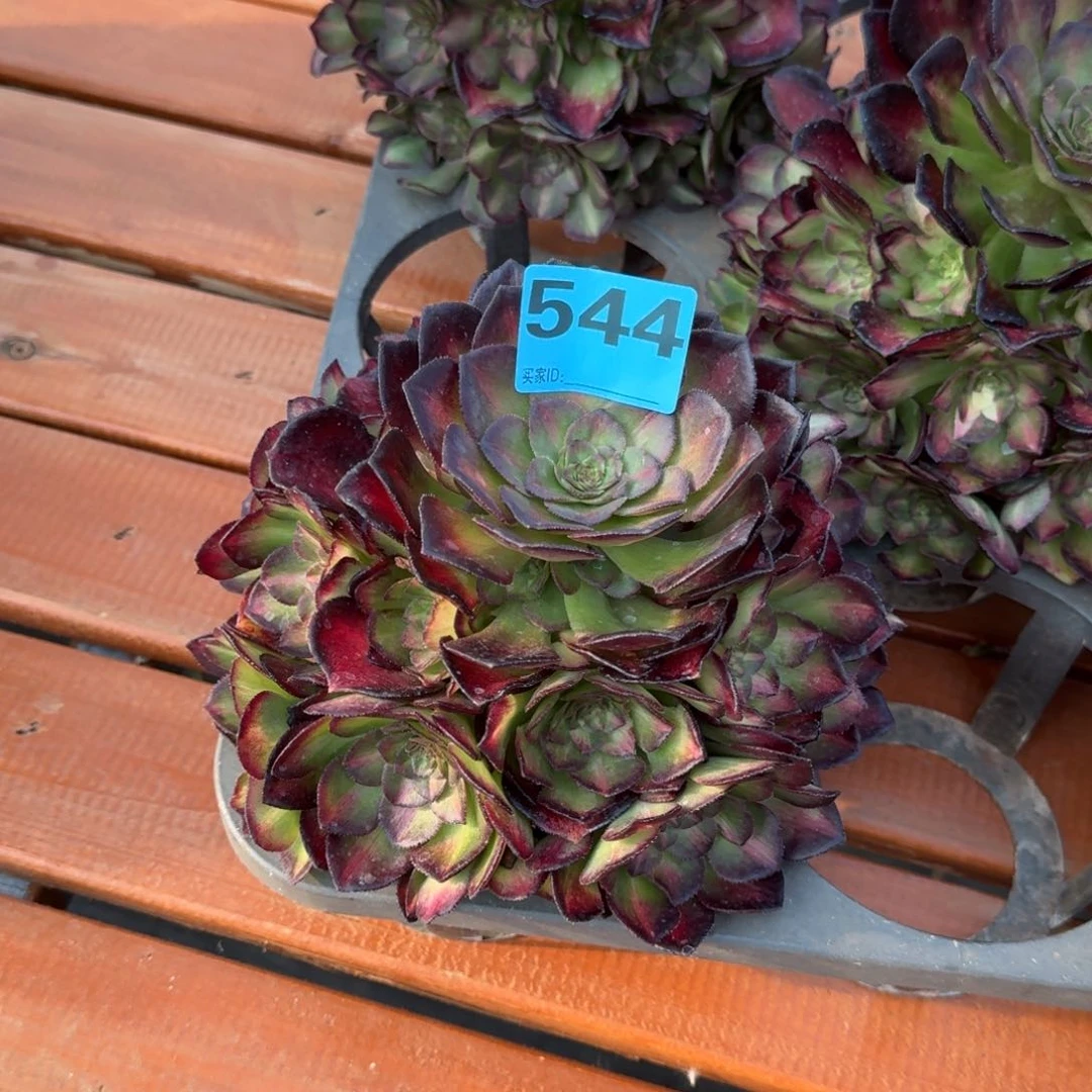 ?****间544海王七彩带中斑