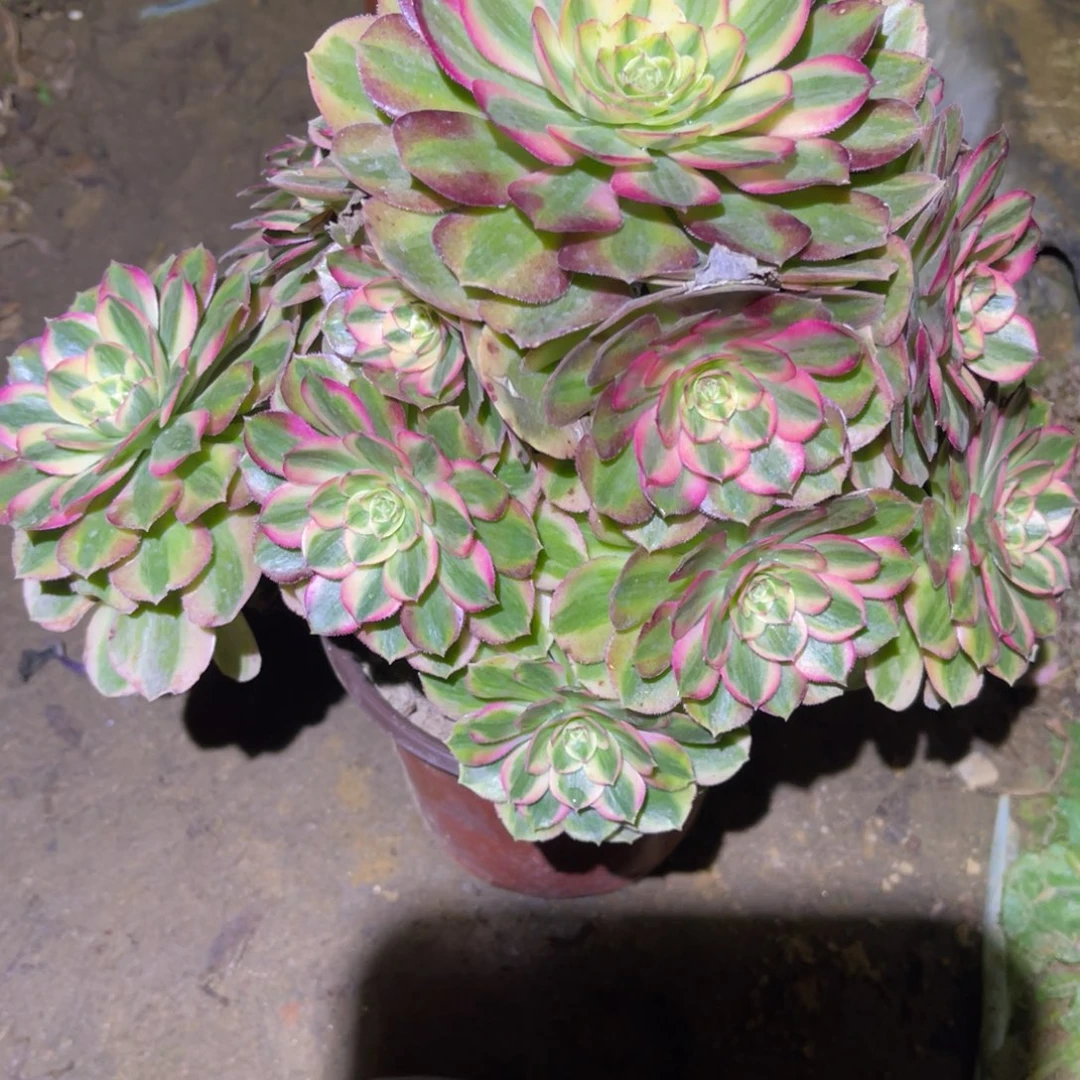 12-31-77玉姿法师锦