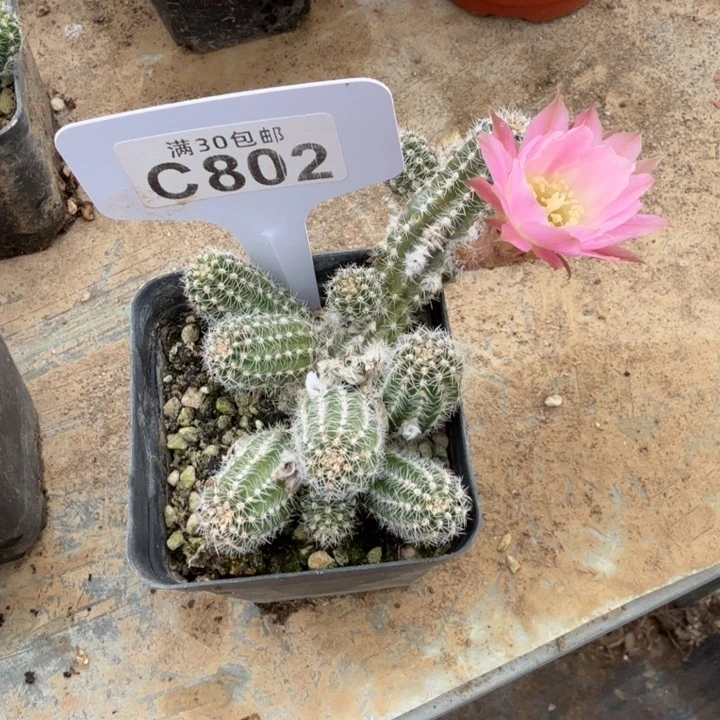 白檀福利特价C802