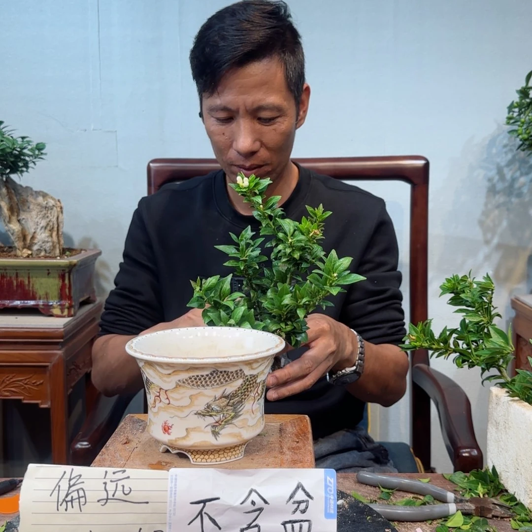 当前无花朵，栽培后可花朵风**月