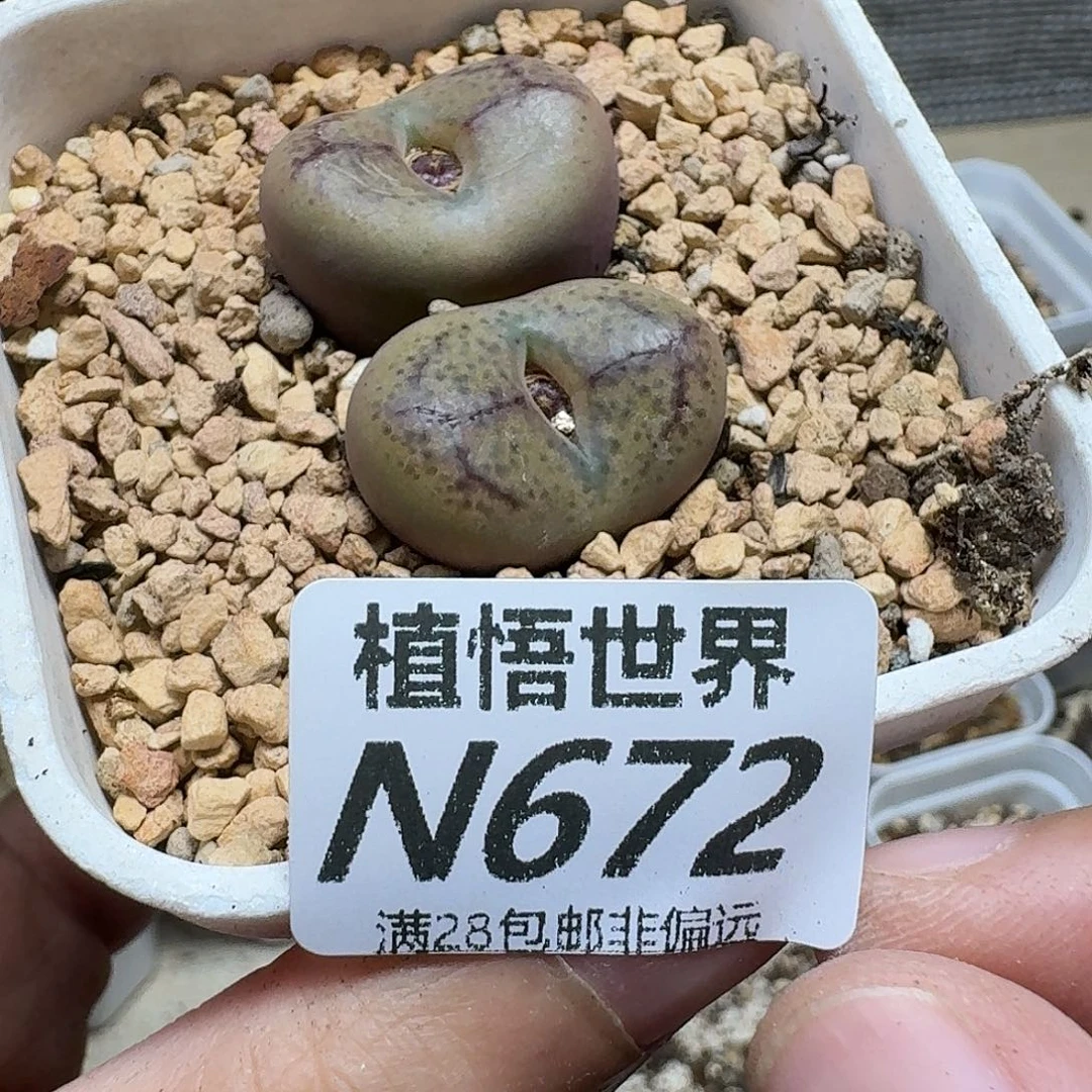 多肉植物的润泽evb