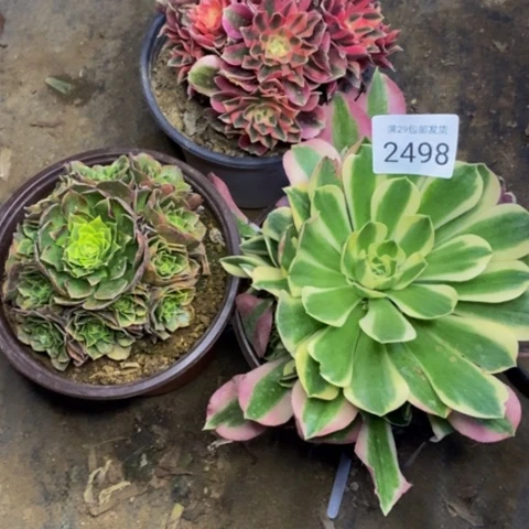 3盆多肉植物2498