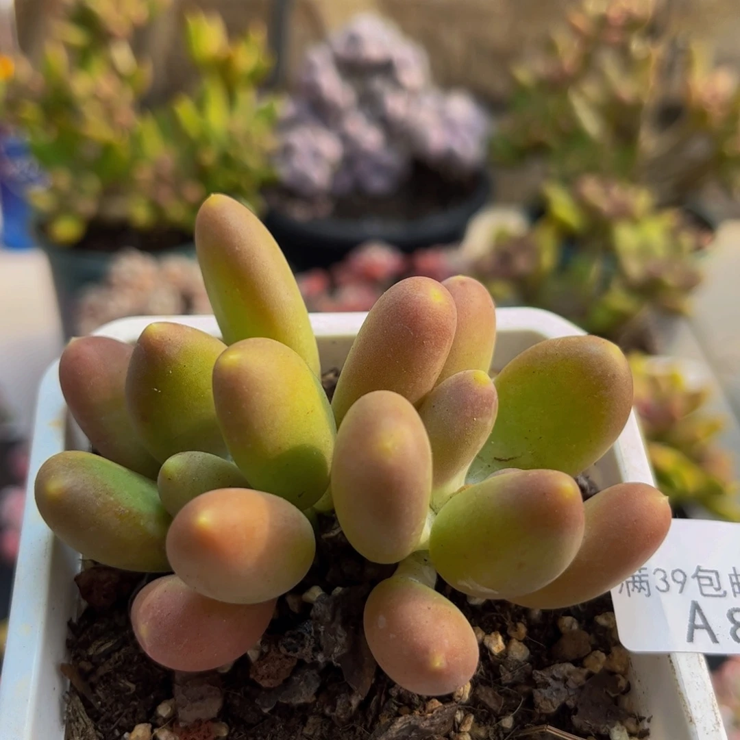 883芒果奶苗8cm多肉植物