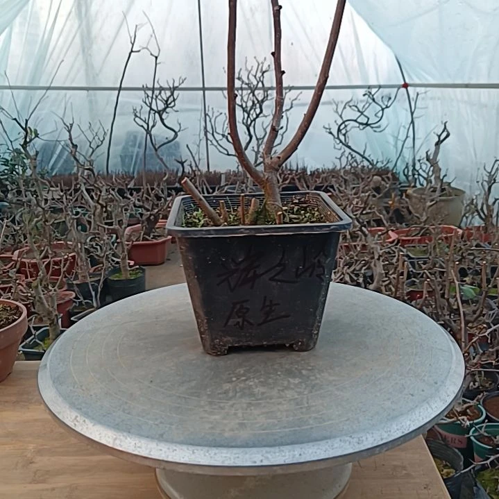 当前无花朵，栽培后可花朵