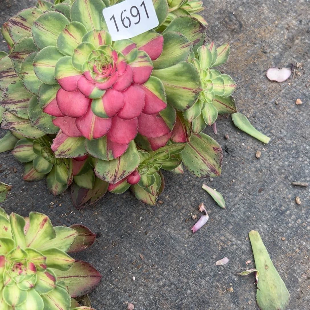 @**?1691知否多肉多肉多肉