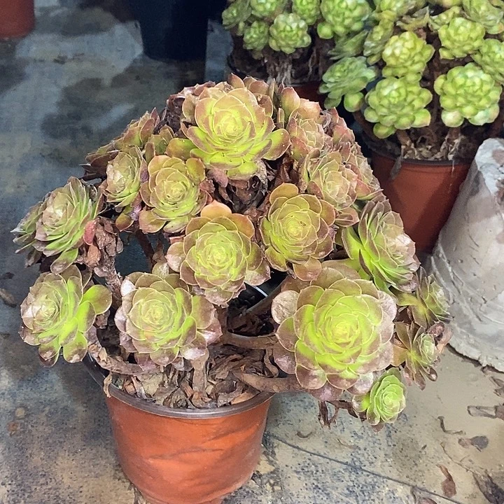赤焰莲多肉植物044