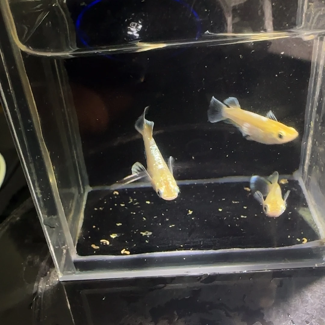 青鳉鱼观背青鱂一物一拍225