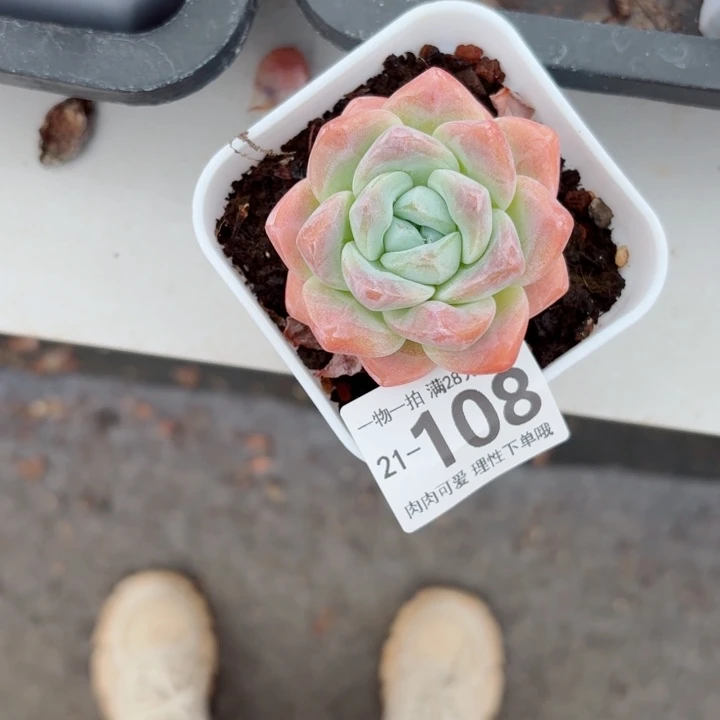 冰玉多肉多肉植物多肉