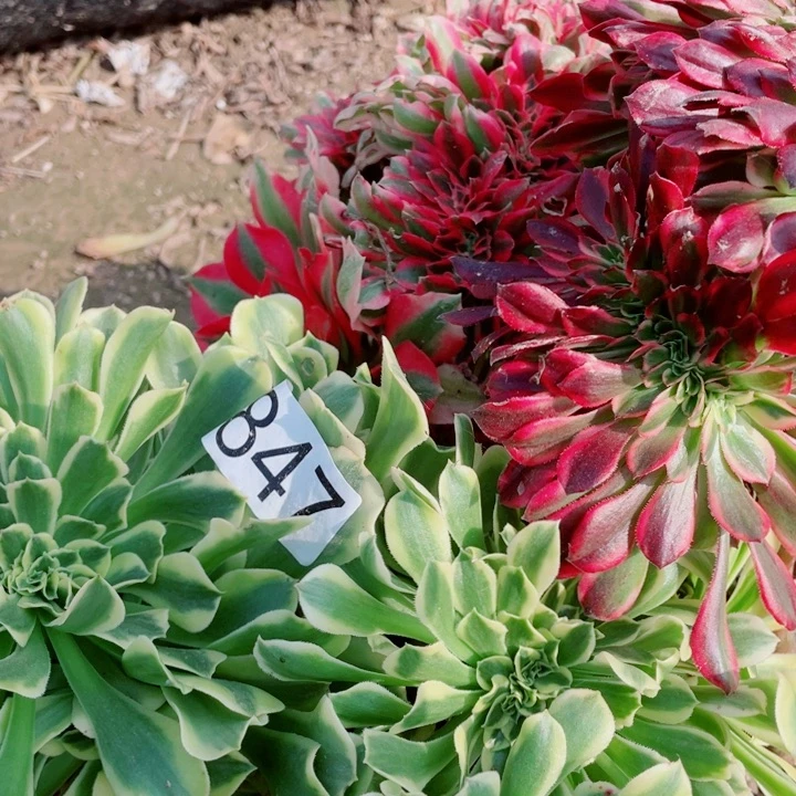 多肉植物组合847