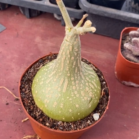 大睡布袋7仙人球