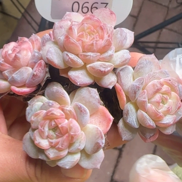 667号   优选糖心