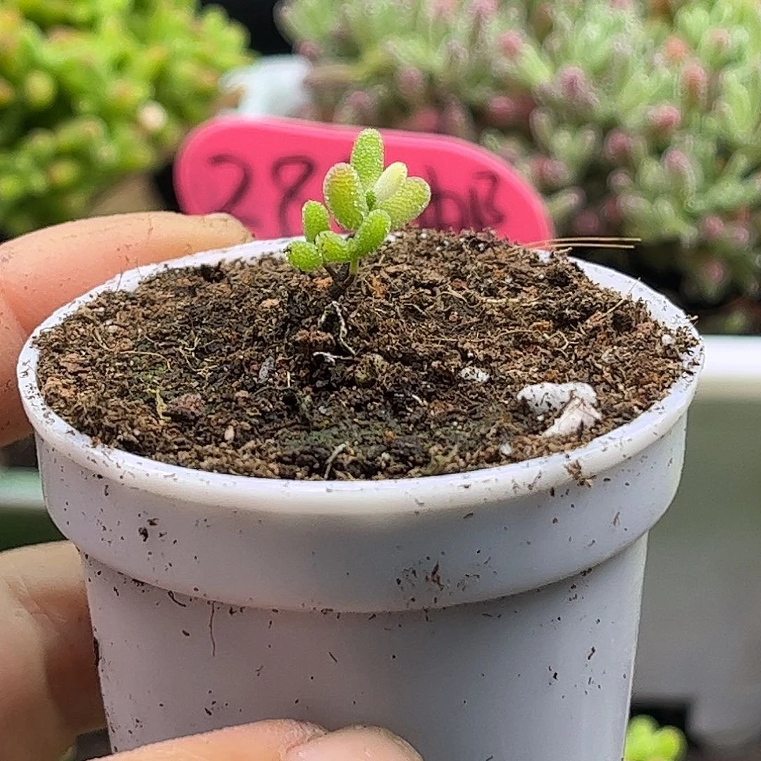 ****宝实生葡萄米锦优选枝干