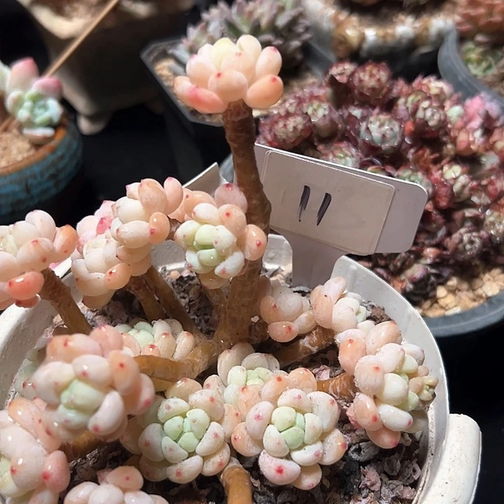 11号樱花罗琦。