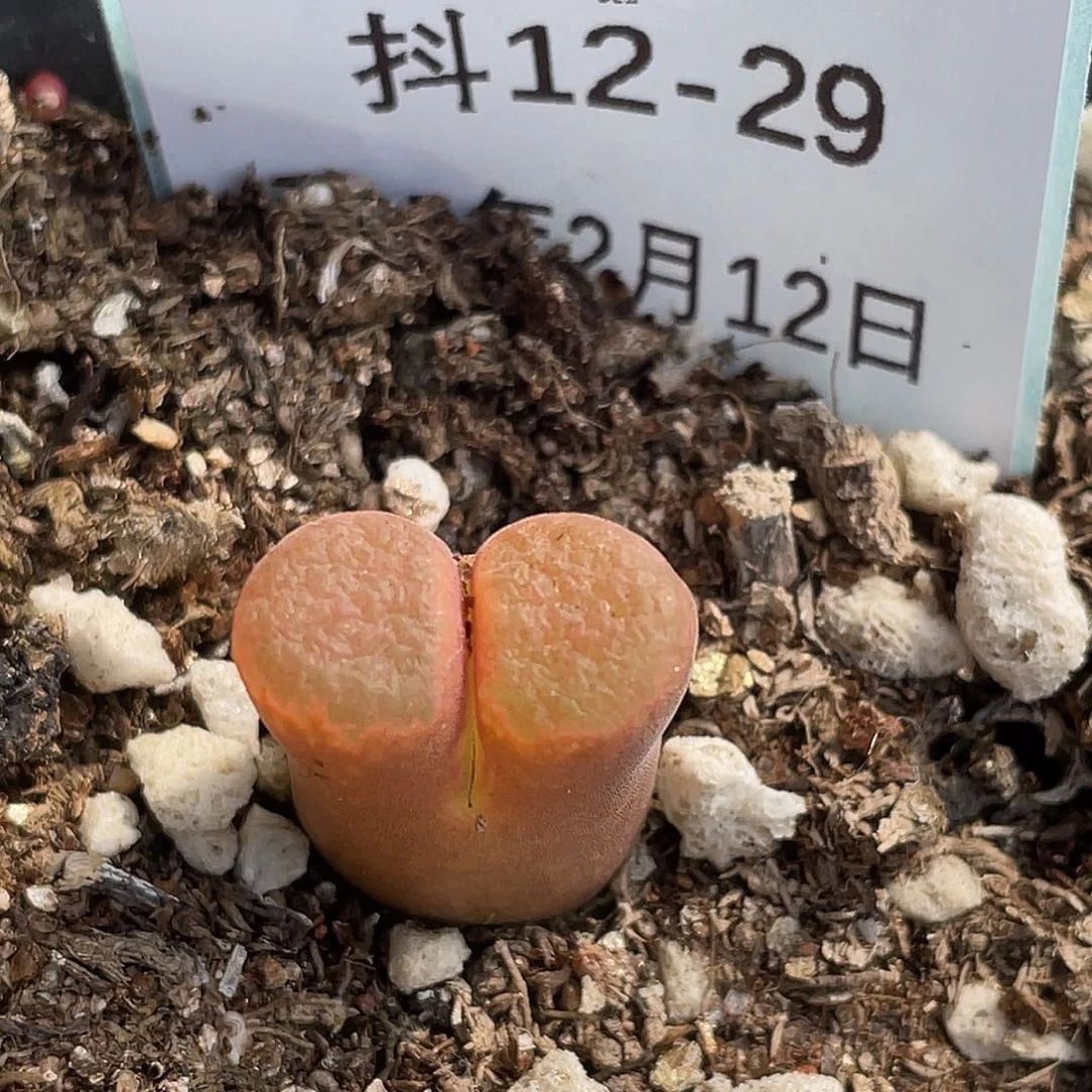 12-29红风铃多肉植物