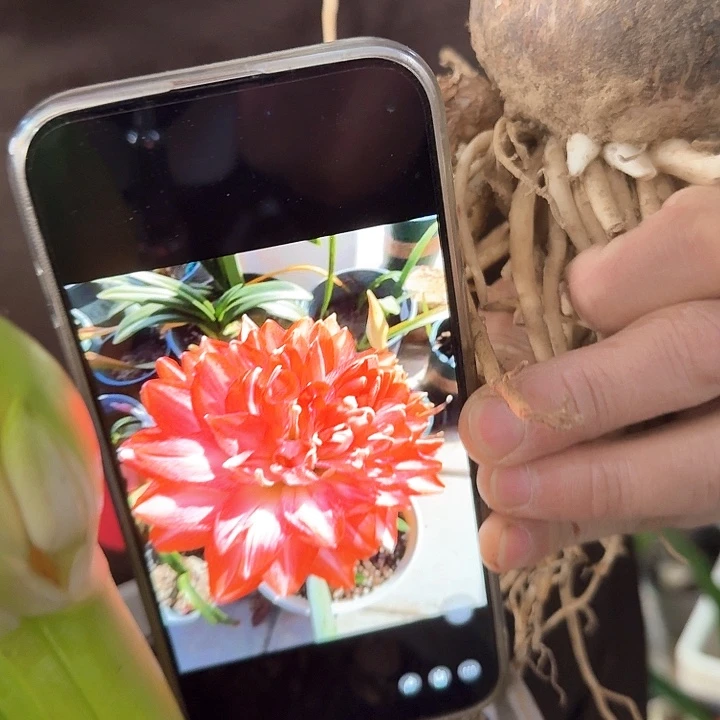 蒂卡梦露直径6厘米以上自然球