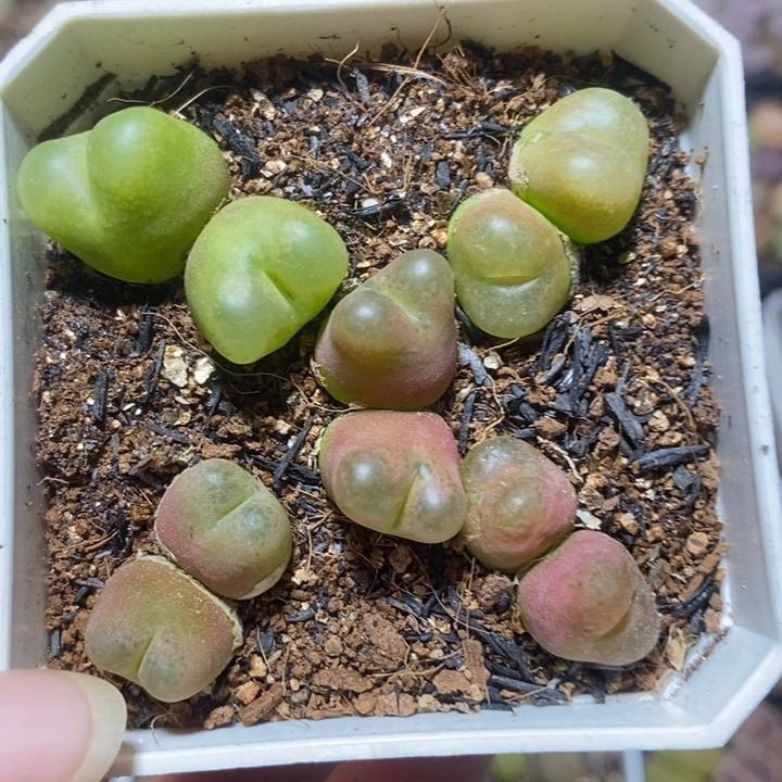 漂亮双头彩毛特价