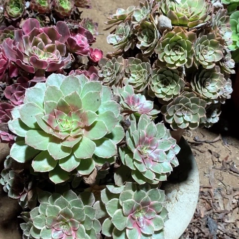 开***天574三颗法师多肉植物