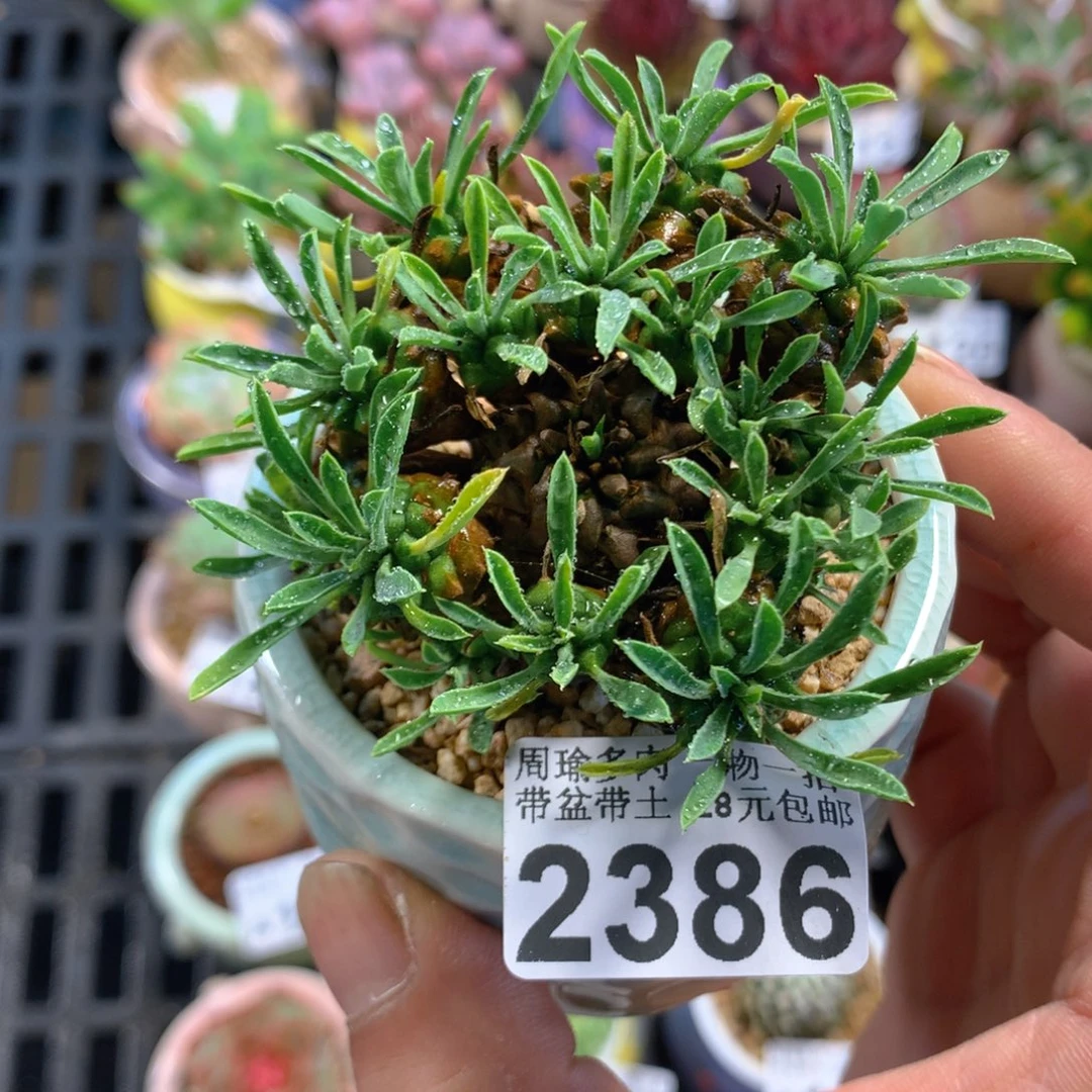 精控多肉植物2386
