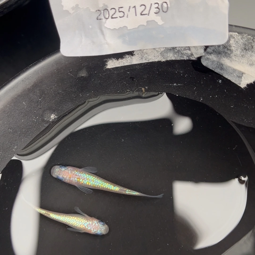 青鳉鱼208粉海王星一对