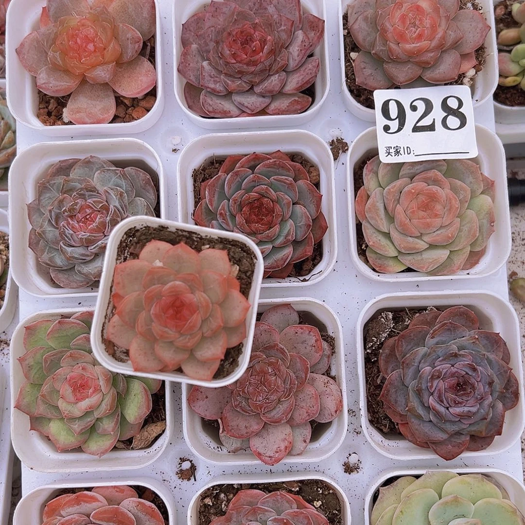 928珍妮组合13盆带盆带架