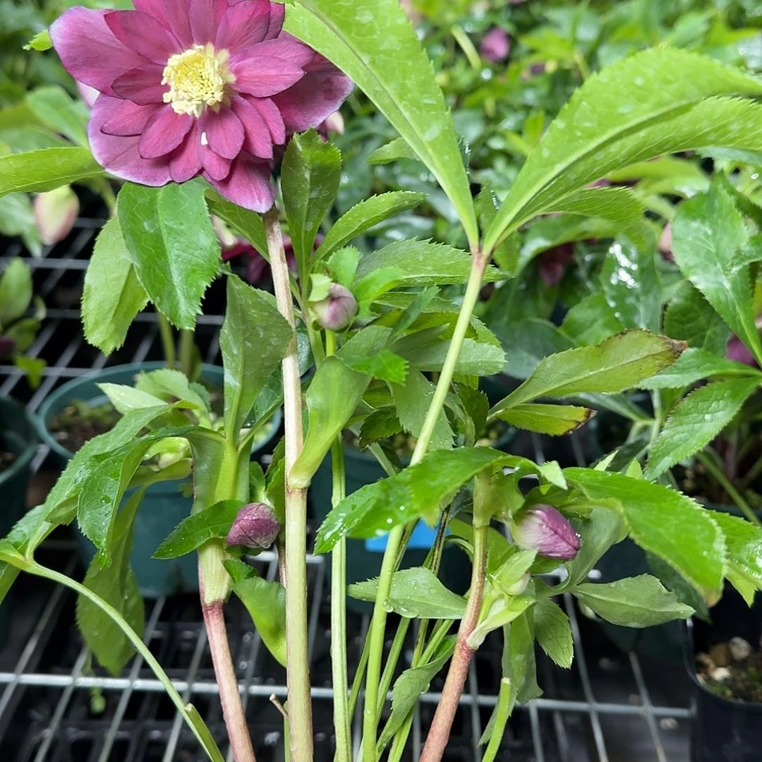 媛***媛少量花朵（建议范围：2朵-5朵 或40%以下）035