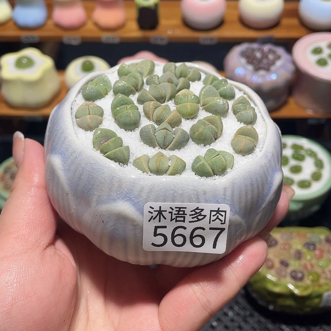 带盆土植物 一物一拍5667