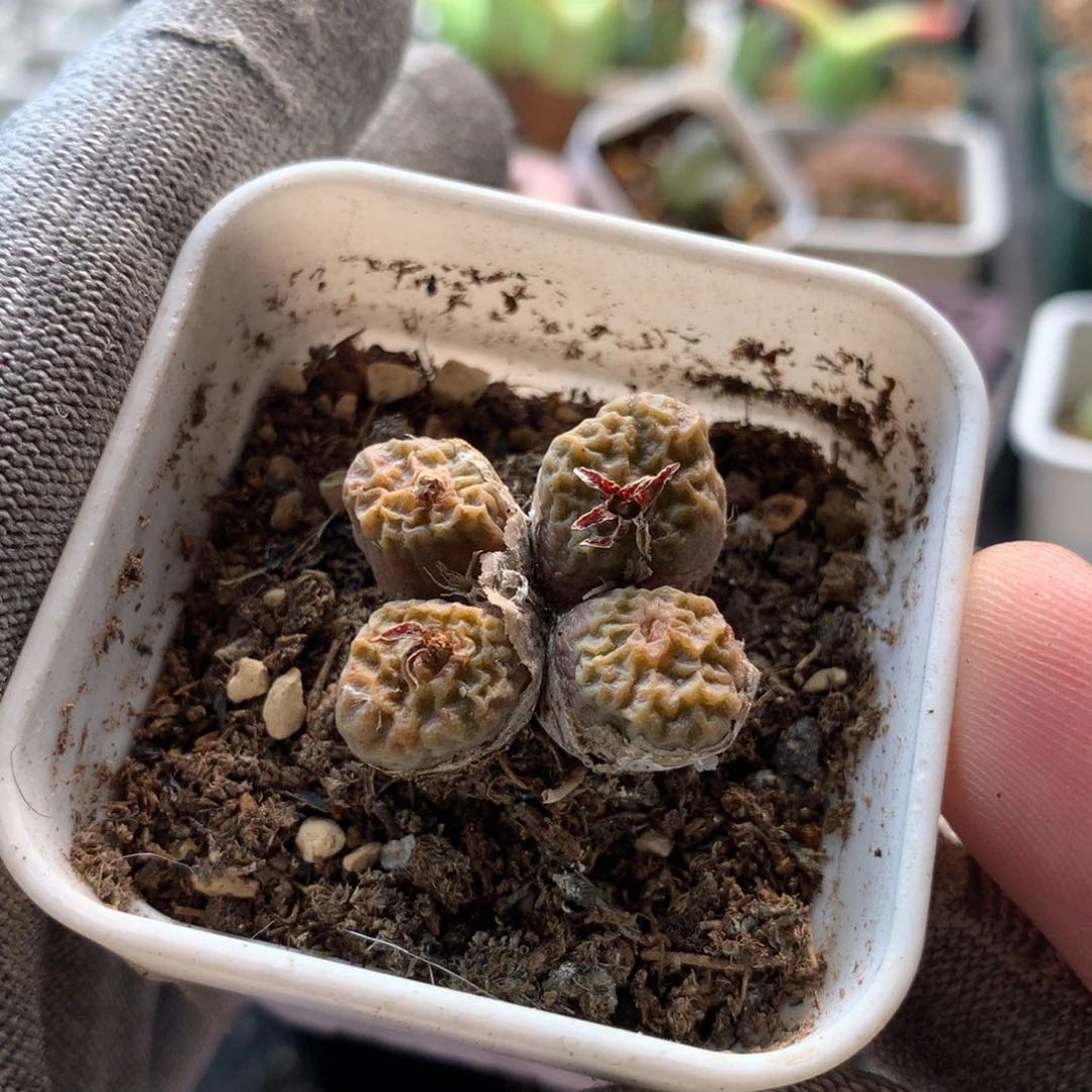 756烧卖母本一颗