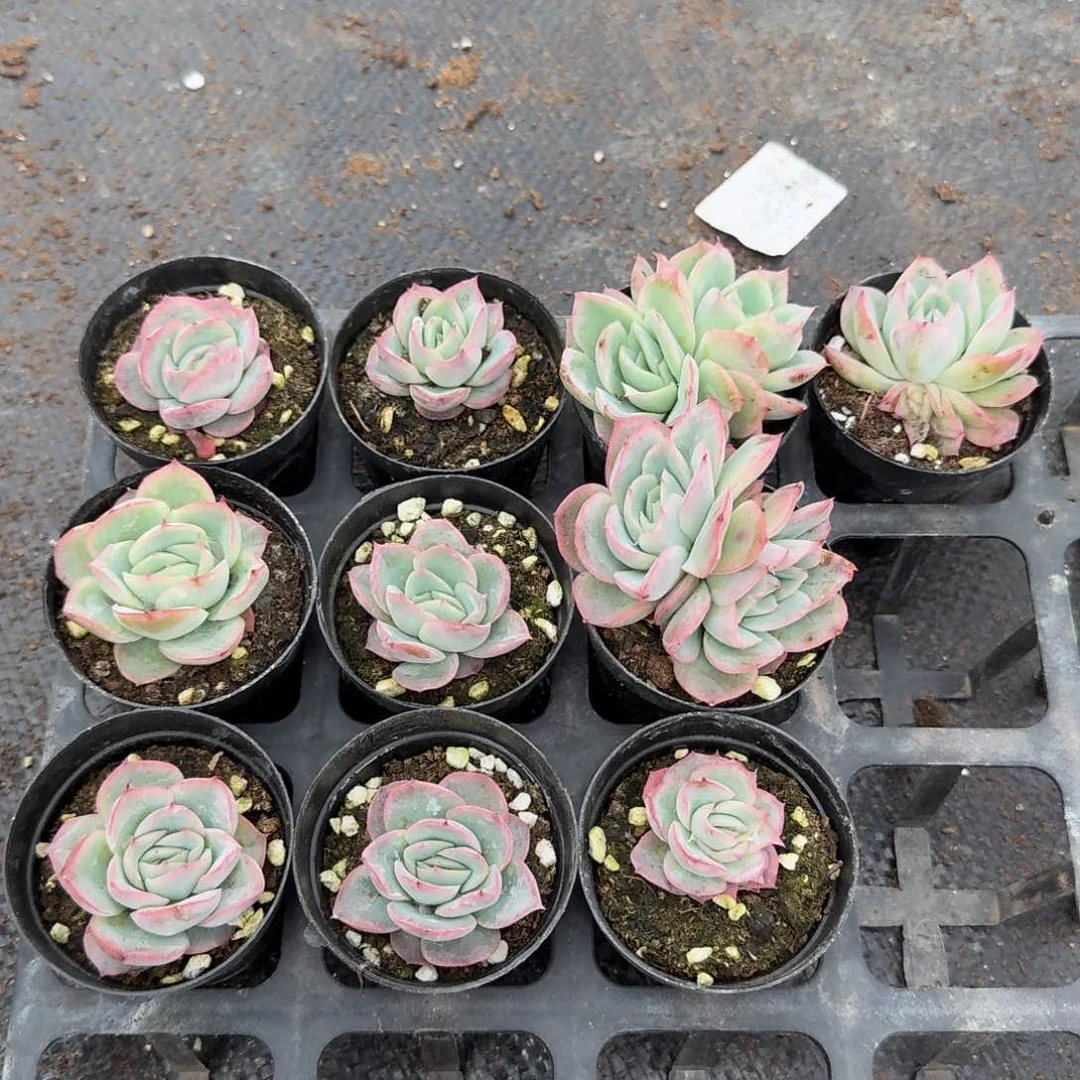 二号玫瑰褪锦10颗量拍18-61