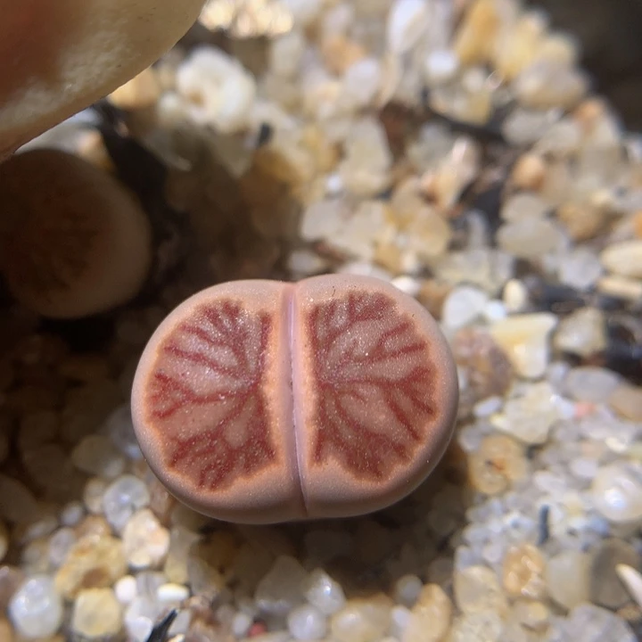 zzz精品生石花1291